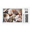 Sea Shells postage by deegolden Sea Shells postage