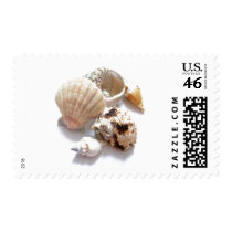Sea Shells Postage Stamp