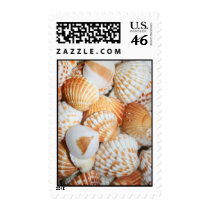 Sea shells postage
