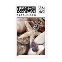 Sea Shells postage