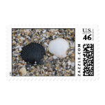 Sea Shells Postage Stamp
