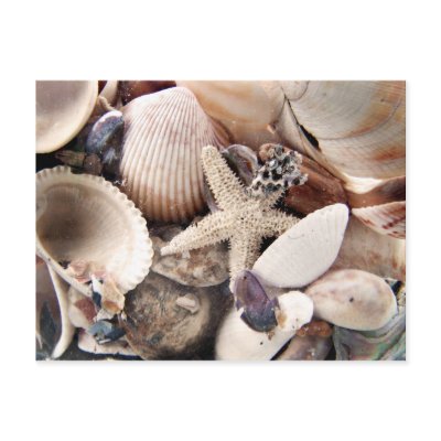 Sea Shells Postcard by deegolden