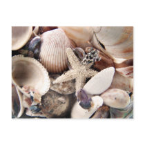 Sea Shells postcards by deegolden Sea Shells postcards