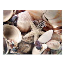Sea Shells Postcard