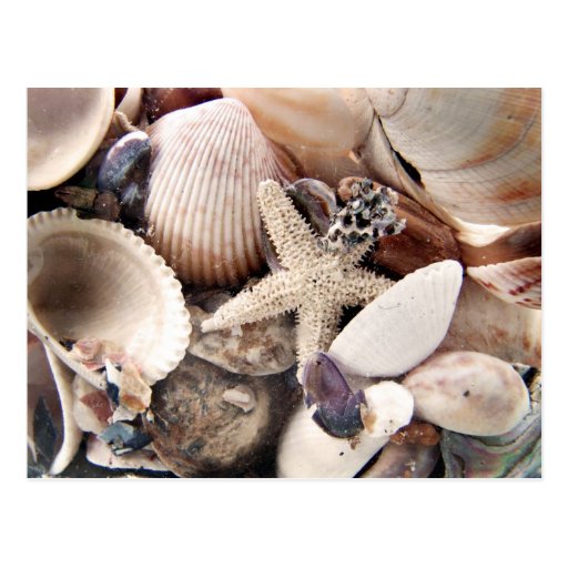 Sea Shells Postcard