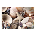 Sea Shells posters