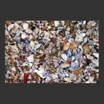 sea shells posters by HAJenkins sea shells posters