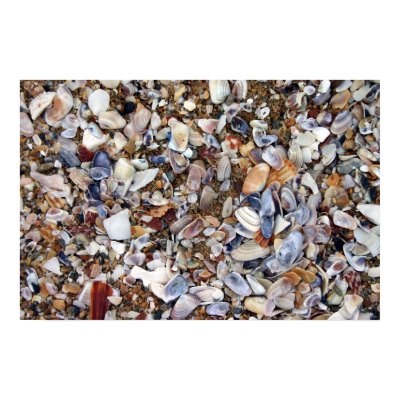 sea shells print by HAJenkins