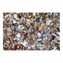 sea shells posters