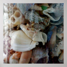 Sea Shells Poster