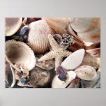 Sea Shells Posters