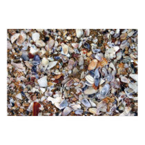sea shells posters by HAJenkins sea shells posters