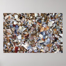 sea shells print