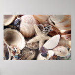 Sea Shells Print