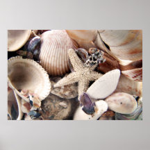 Sea Shells Print