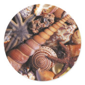 Sea shells sticker