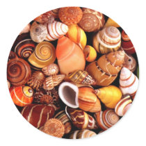 Sea Shells Round Sticker
