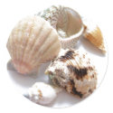 Sea Shells stickers