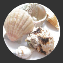 Sea Shells stickers