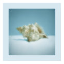 Sea Snail - poster posters by BluePlanet Sea Snail - poster posters