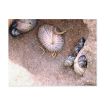 Sea Snails and Barnacles postcards