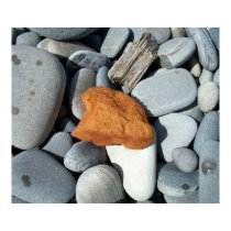 Sea Sponge 1 Poster posters