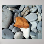 Sea Sponge 1 Poster