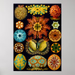 Sea Squirts, Ernst Haeckel Poster