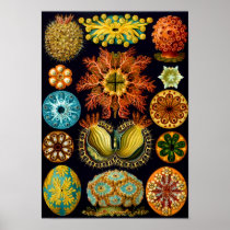 Sea Squirts, Ernst Haeckel Poster