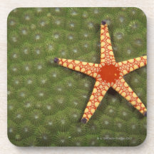 Sea star cleaning reefs by eating algae beverage coaster