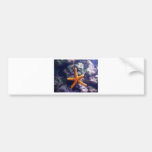 Sea Star In Aquarium Bumper Stickers