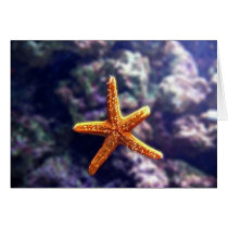 Sea Star In Aquarium Cards