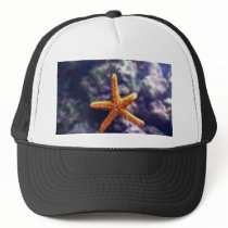 Sea Star In Aquarium Hats