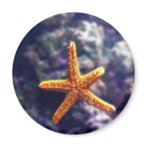 Sea Star In Aquarium Magnets