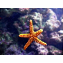 Sea Star In Aquarium photo sculptures by lifesphere Sea Star In Aquarium photo sculptures