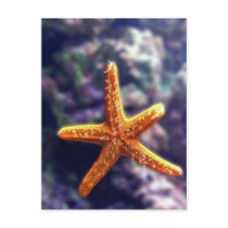 Sea Star In Aquarium Postcards