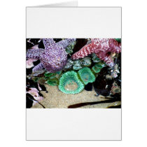 Sea Stars Anemones cards