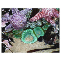 Sea Stars Anemones Flyers
