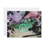 Sea Stars Anemones Personalized Invite
