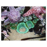 Sea Stars Anemones Letterhead