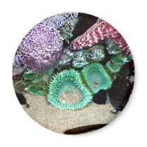 Sea Stars Anemones magnets