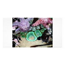 Sea Stars Anemones photo cards