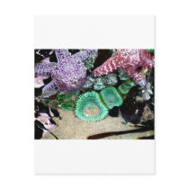 Sea Stars Anemones postcards