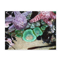 Sea Stars Anemones postcards
