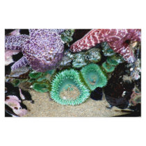 Sea Stars Anemones stationery by Paintedlynx Sea Stars Anemones stationery