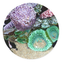Sea Stars Anemones stickers