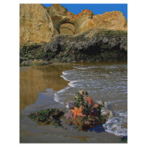 Sea Stars Letterhead Design