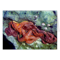 Sea Stars Note Card