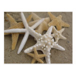 Sea Stars Post Card