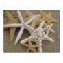 Sea Stars Post Card Sea Stars Post Card